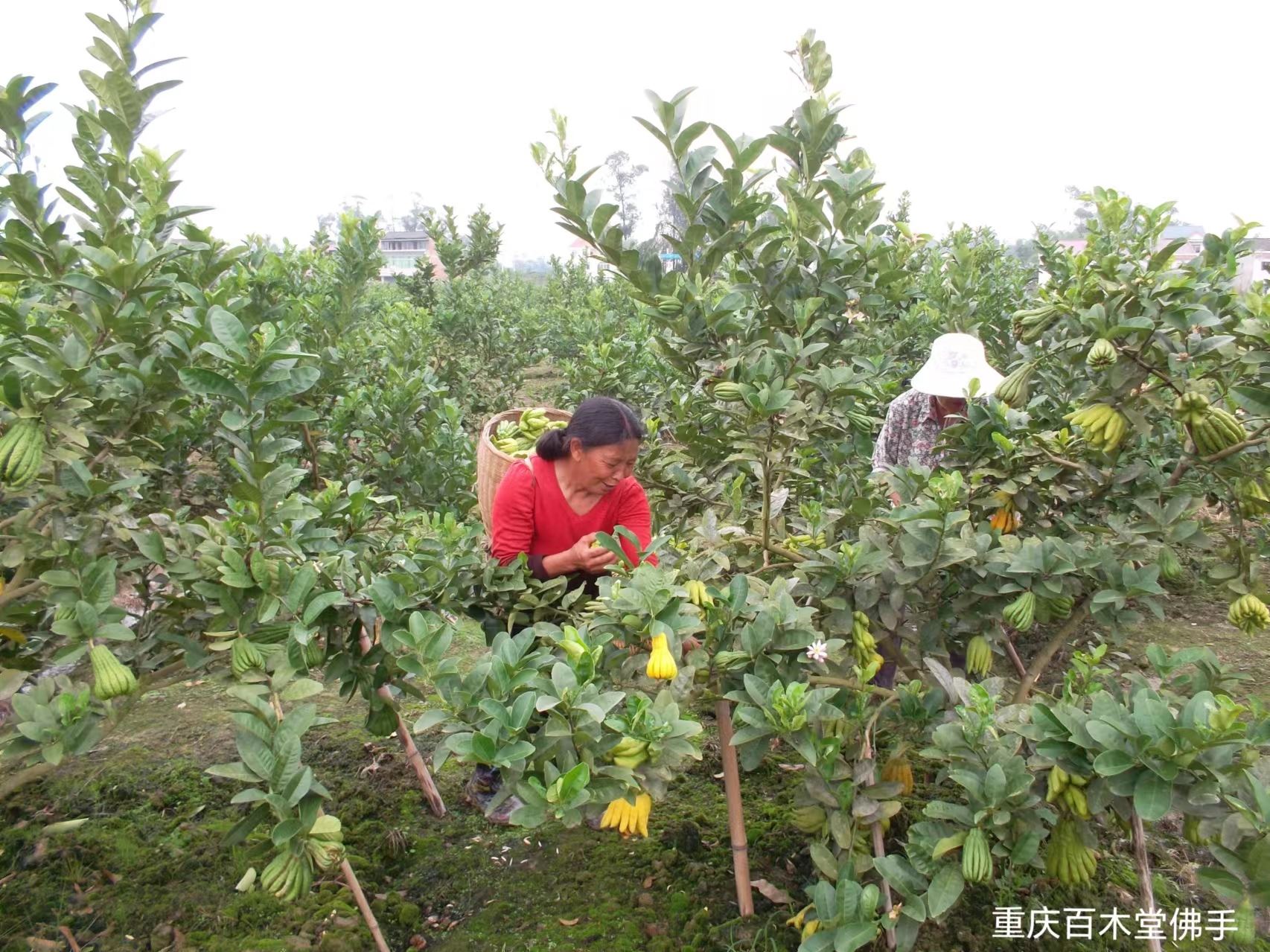 百木堂大 足佛手苗道路绿化行道苗中药材种植基地 