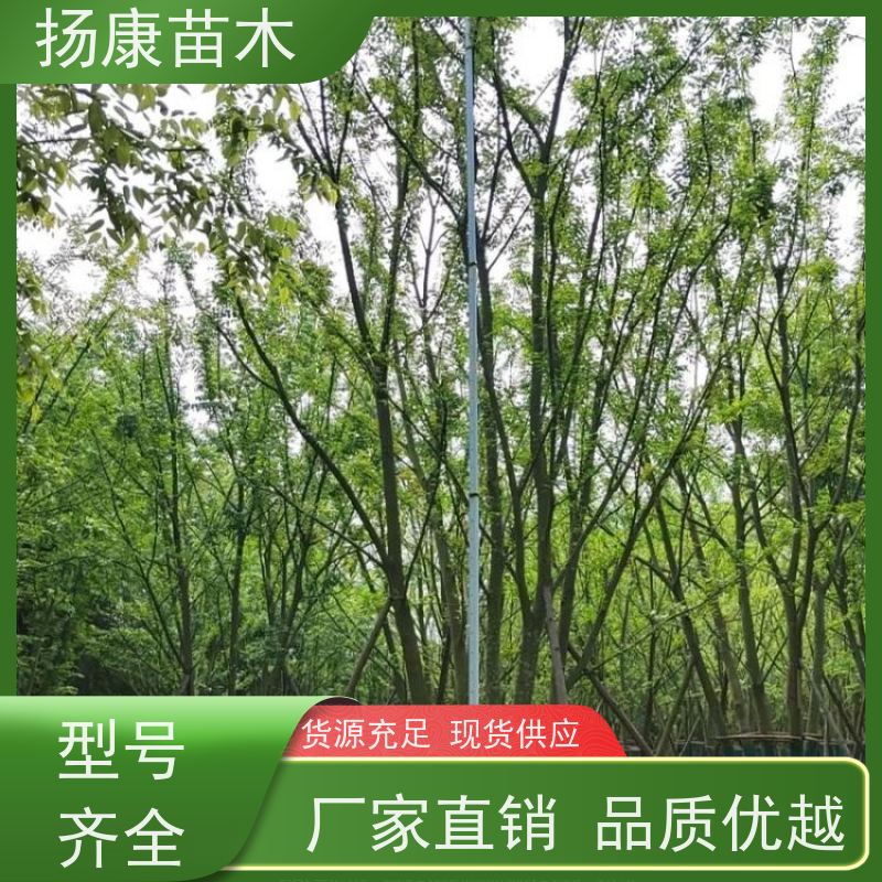 丛生朴树 扬康苗木 露地 观形 主干高2.8m 风景树