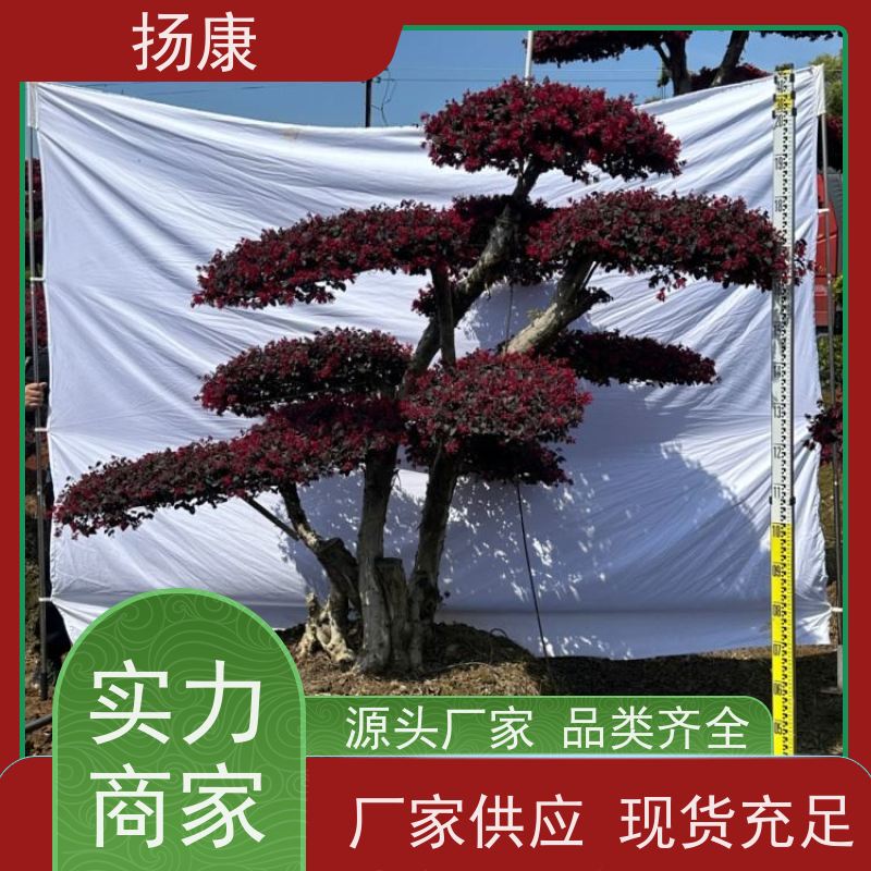 扬康 20公分红花继木桩 适合用于庭院、公园或艺术展览空间