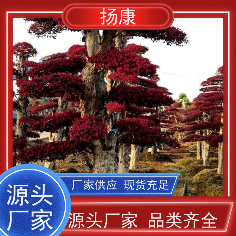 扬康 30公分红花继木桩 园林景区观景苗木 绿化工程栽植