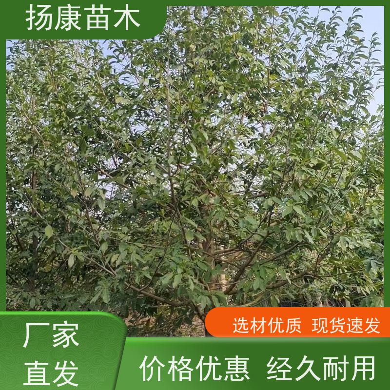 移植乐昌含笑 花木基地 公园绿化行道树 实地看苗 