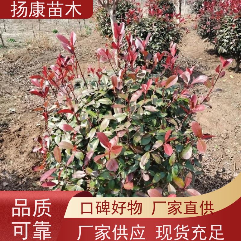 杨康苗木 现挖出售 彩叶工程绿化木易成活 红叶石楠球苗