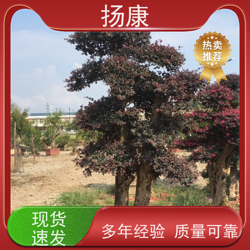 扬康 造型红花继木桩 适合用于庭院、公园或艺术展览空间
