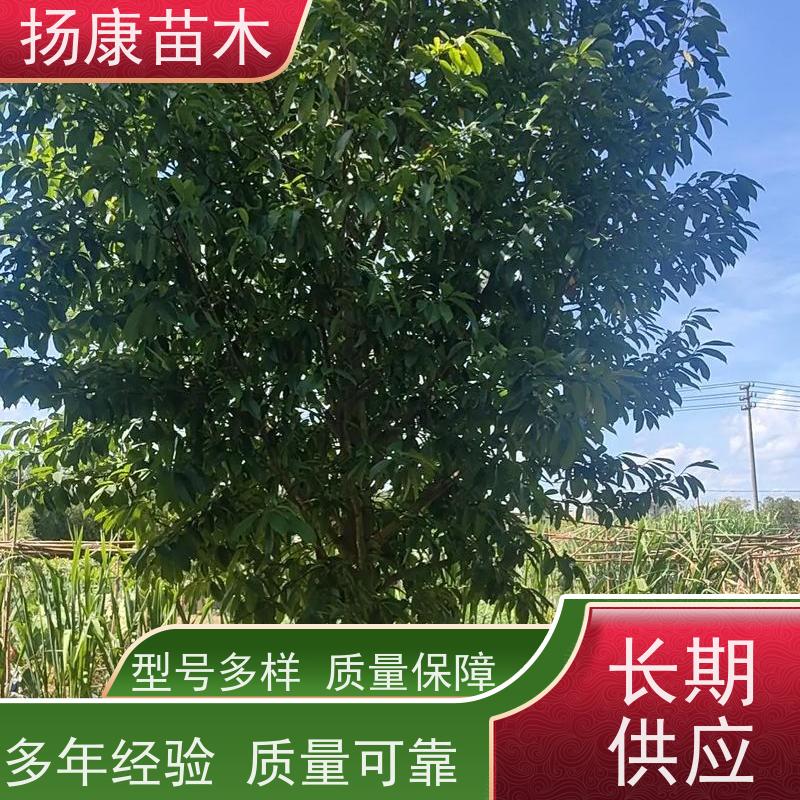 乐 昌含笑 园林庭院造景植物 适用性强 优选常绿