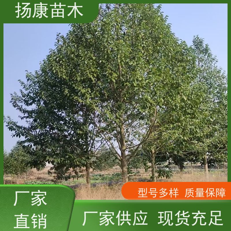 15公分乐昌含笑 园林庭院造景植物 适用性强 大量供应