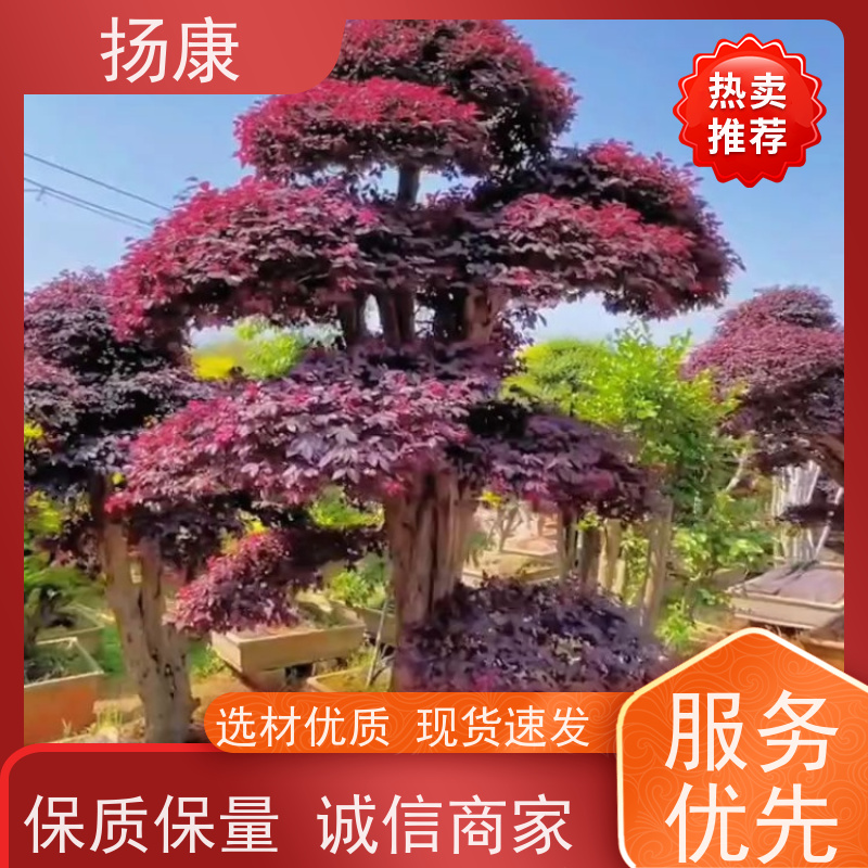 扬康 红花继木古桩 园林景区观景苗木 绿化工程栽植 易成活
