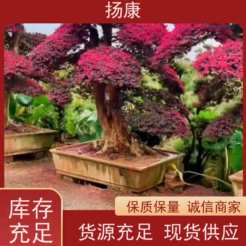 扬康 25公分红花继木桩 园林景区观景苗木 绿化工程栽植 易成活