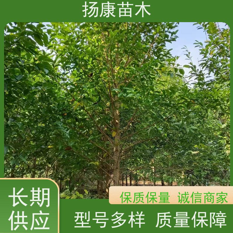 35公分乐昌含笑 行道树系列树种养护 规格齐全