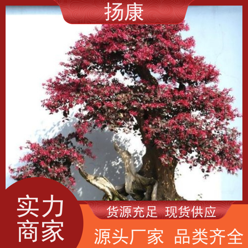 扬康 红花继木古桩 耐修剪与蟠扎，枝条可塑性强