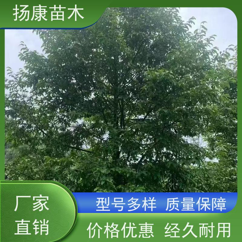 移植乐昌含笑 园林庭院造景植物 适用性强 基地直供 