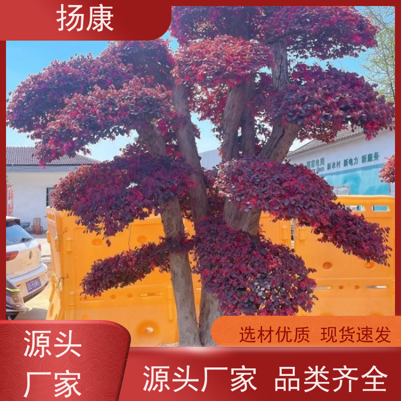 扬康 40公分红花继木桩 园林别墅庭院绿化桩 多种规格品种齐全