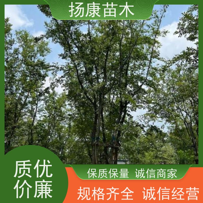 丛生朴树 扬康苗木 公园行道庭荫树 园林工厂矿区绿化树种