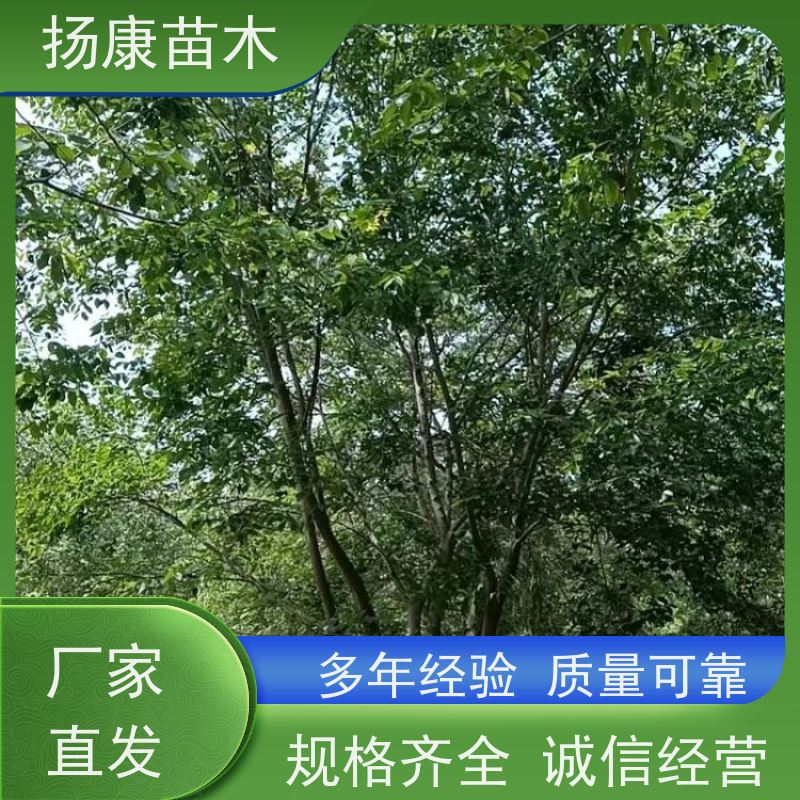 10米丛生朴树 扬康苗木 园林行道绿化露地栽培 根系发达