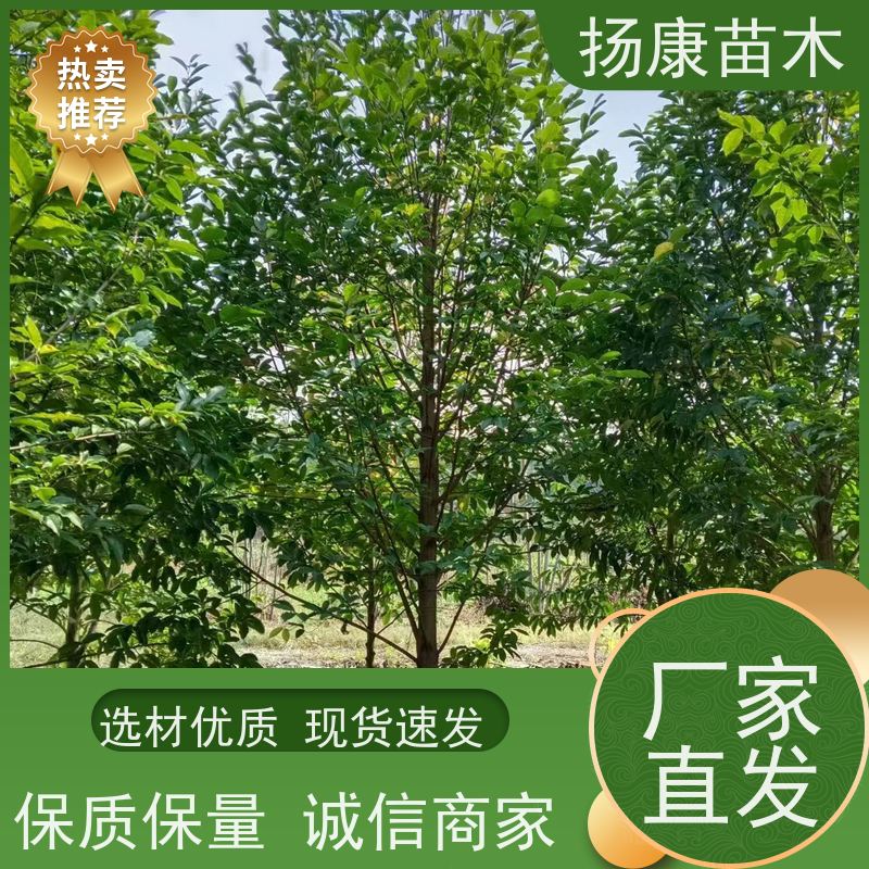 9公分乐昌含笑 树形优美 工厂绿化可用 优选常绿