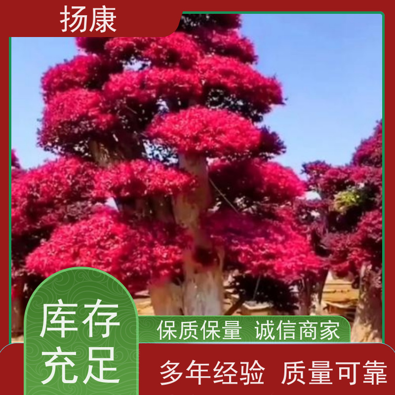 扬康 精品造型红花继木古桩 景区园林绿化工程苗 庭院造景栽植观赏苗