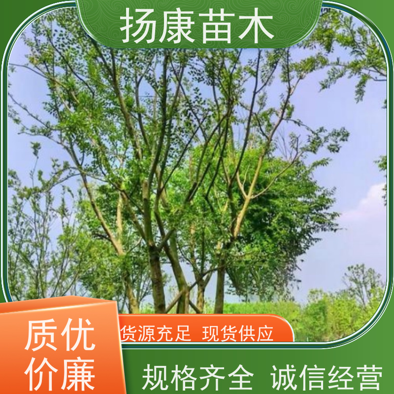 12公分丛生朴树 扬康苗木 苗圃基地批发 树形精品