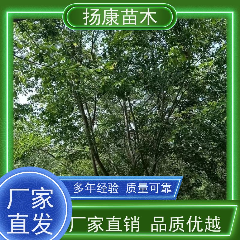 丛生朴树8米 扬康苗木 适温暖湿润气候 适生于肥沃平坦之地 基地发货