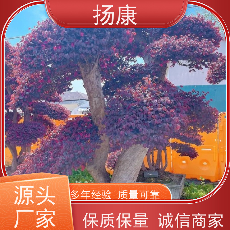 扬康 20公分红花继木桩 园林景区观景苗木 绿化工程栽植 易成活