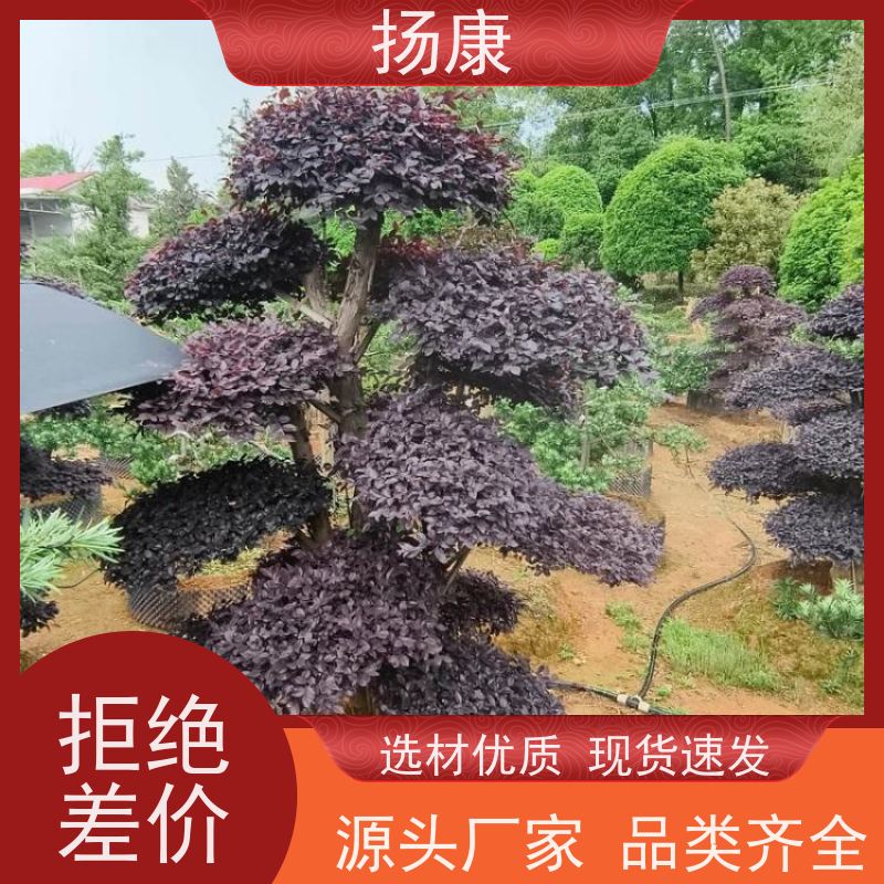 扬康 造型红花继木桩 耐修剪与蟠扎，枝条可塑性强