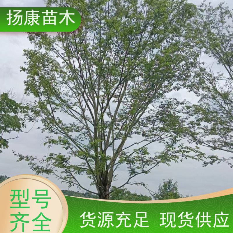 10公分丛生朴树 扬康苗木 大型乔木种植基地 工程行道树 存活率高