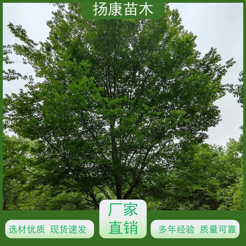 9公分乐昌含笑 园林庭院造景植物 适用性强 实地看苗 