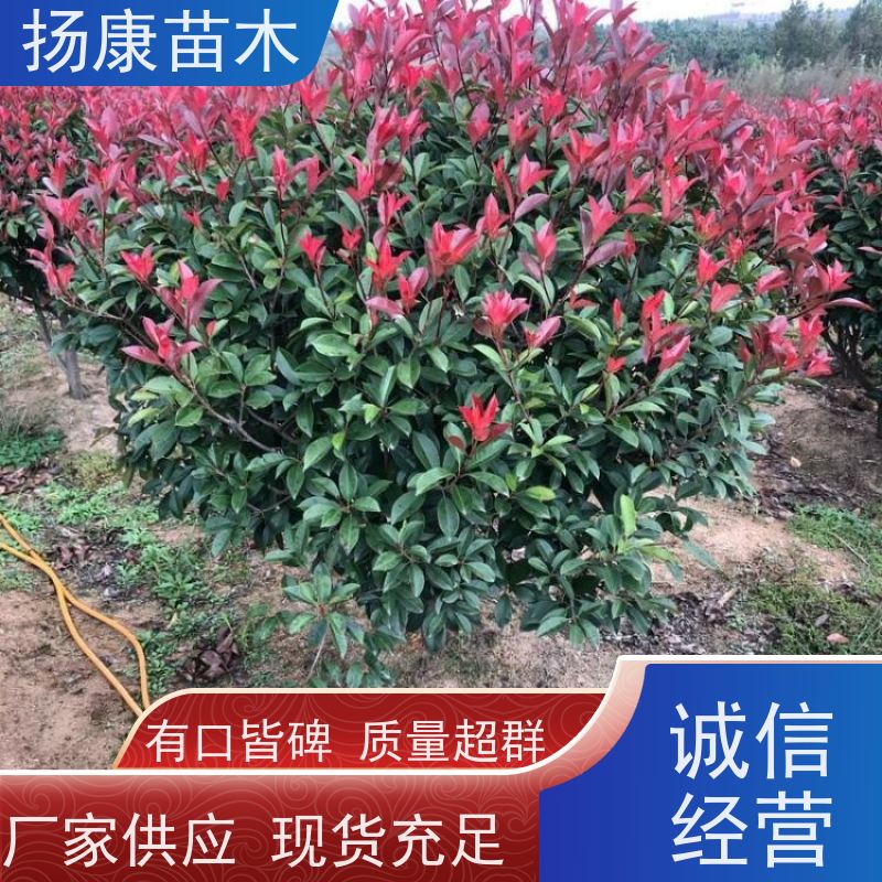 杨康苗木 道路两旁庭院小区点缀工程苗 1.8米红叶石楠球