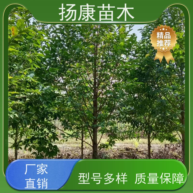 含笑树 竖形常绿灌木绿植适用于园林绿化 大量供应
