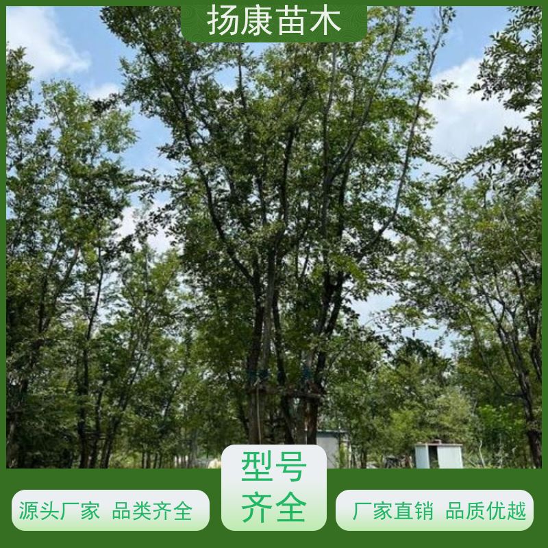 朴树 扬康苗木 抗风抗烟滞尘 容易存活 生长速度快 观赏风景