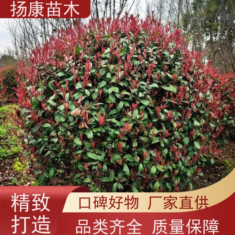 杨康苗木 80-200cm 耐阴耐旱 适应性强 3公分红叶石楠球