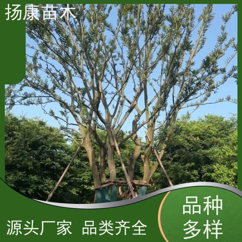 丛生朴树5米 扬康苗木 叶色鲜艳 街道造型装饰树 自产自销