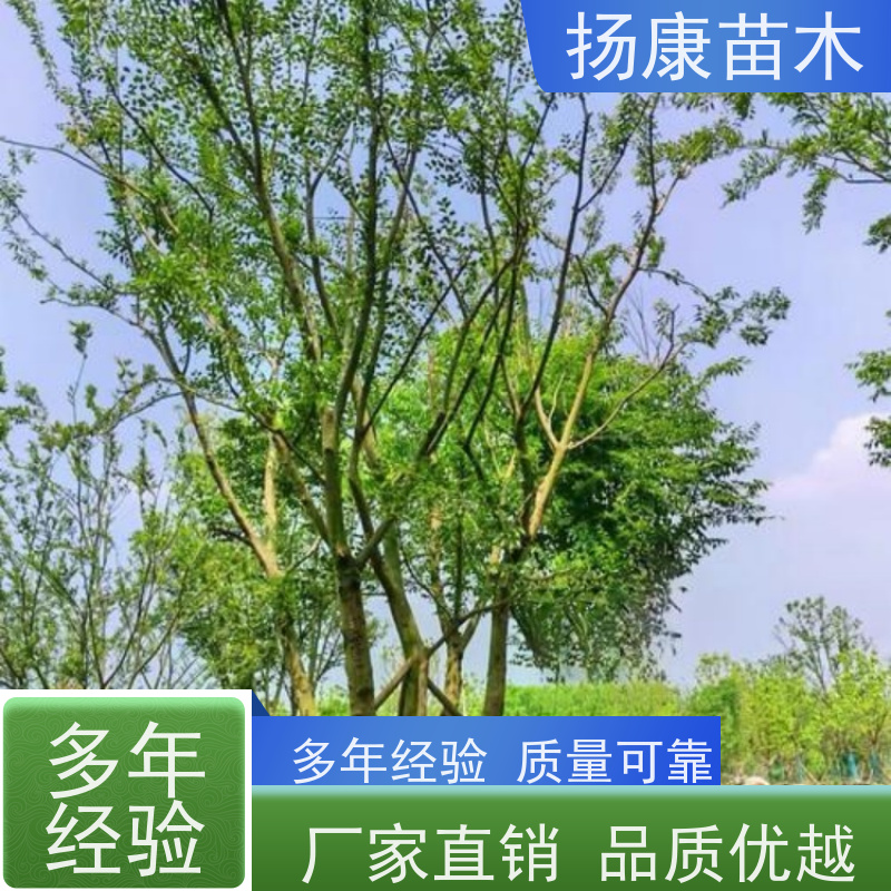 30公分丛生朴树 扬康苗木 庭院小区庭荫树 规格齐全 树形优美
