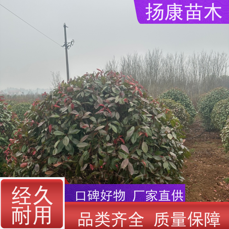 杨康苗木 四季常青庭院绿化篱笆 规格齐全 红叶石楠球苗