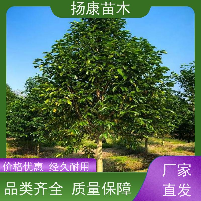 乐 昌含笑 竖形常绿灌木绿植适用于园林绿化 批发销售