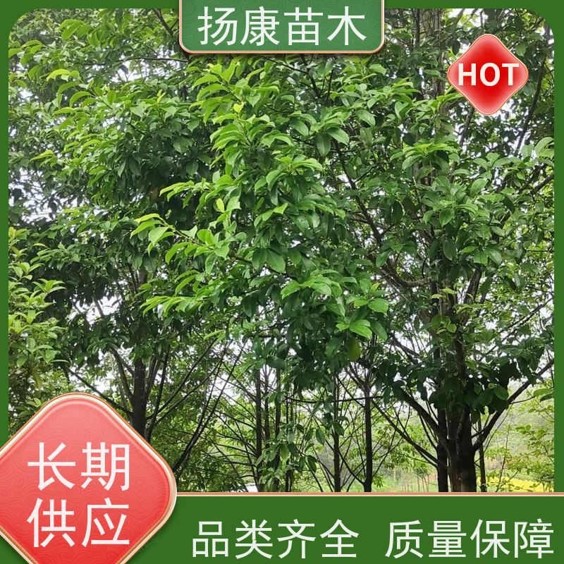 18公分全冠乐昌含笑 枝叶繁茂 四季常青行道树 大量供应