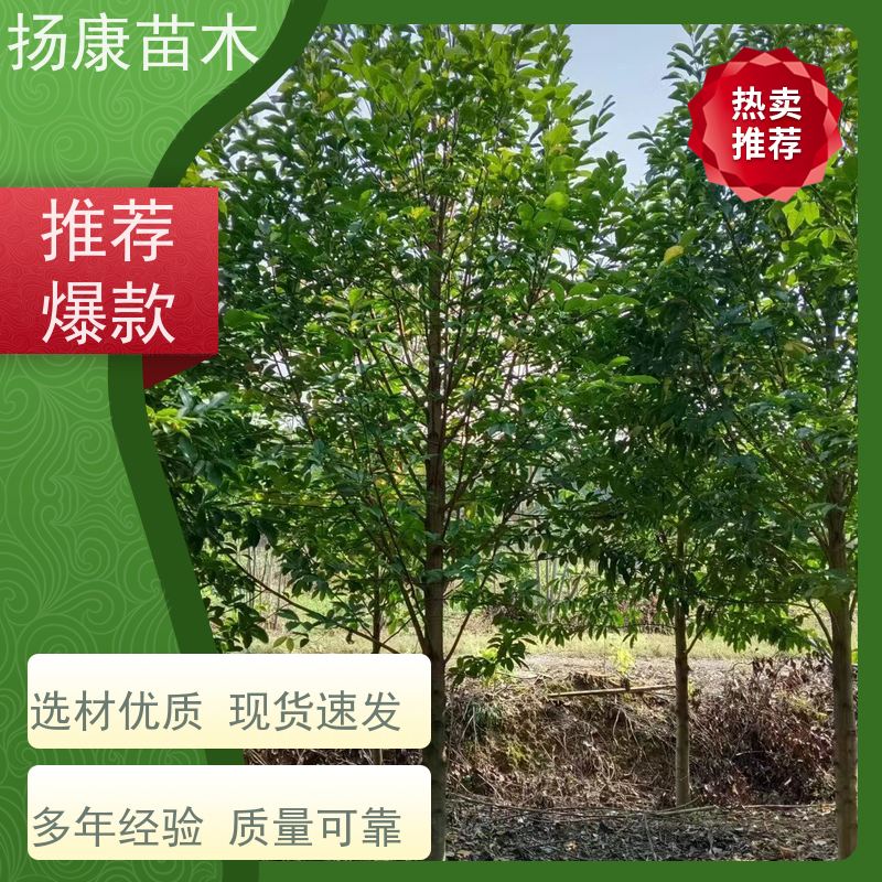 乐 昌含笑 园林庭院造景植物 适用性强 规格齐全
