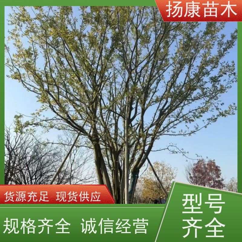 丛生朴树7米 扬康苗木 工程绿化苗 行道树 青树15公分 占地