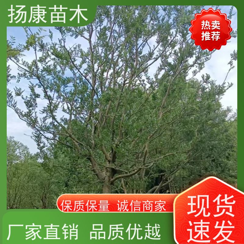 丛生朴树7米 扬康苗木 园林行道绿化露地栽培 根系发达