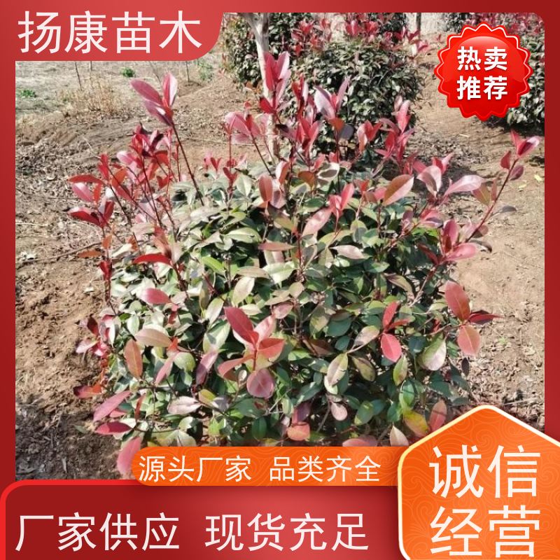 杨康苗木 常绿观叶灌木 双色叶 本地苗圃种植 3公分红叶石楠球
