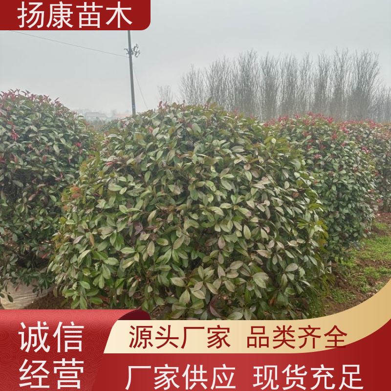 杨康苗木 景区园林观赏绿化种植苗木 2.5米红叶石楠球