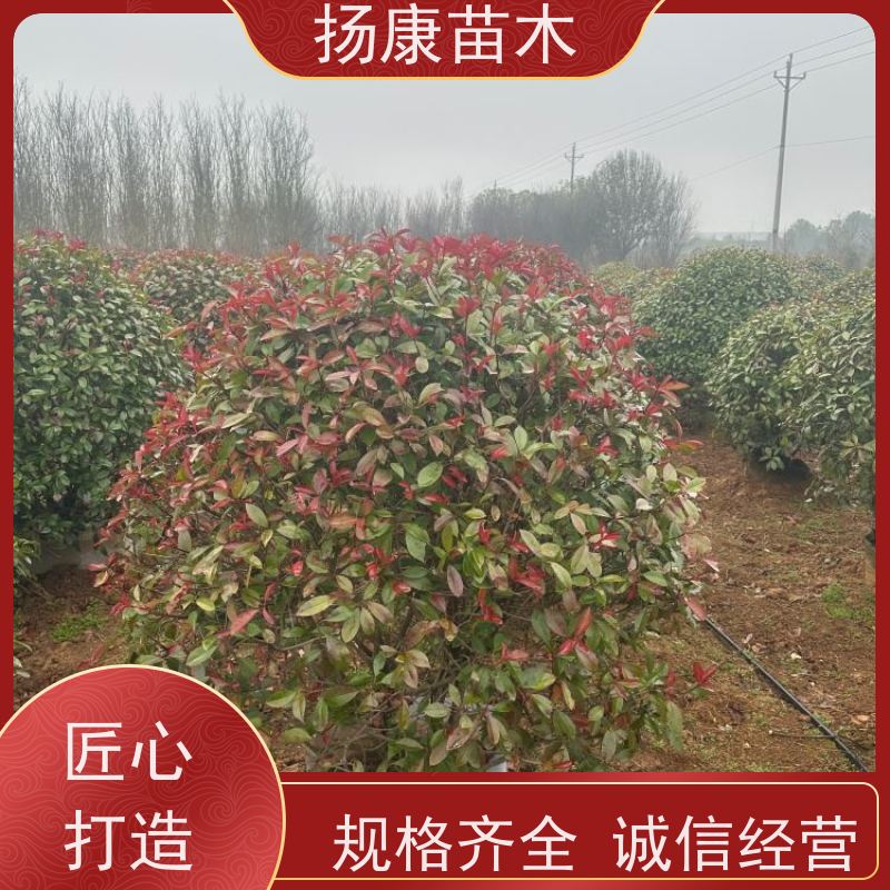 杨康苗木 道路两旁庭院小区点缀工程苗 精品红叶石楠球