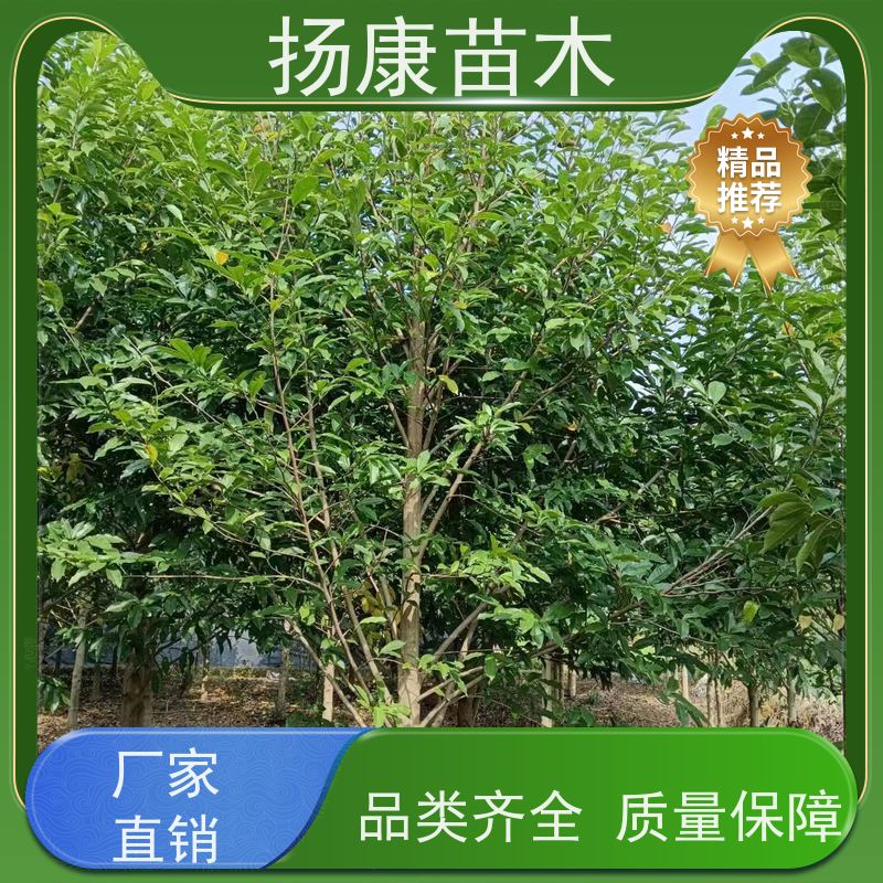 17公分乐昌含笑 公园绿化 露地种植 适应性强 批发销售
