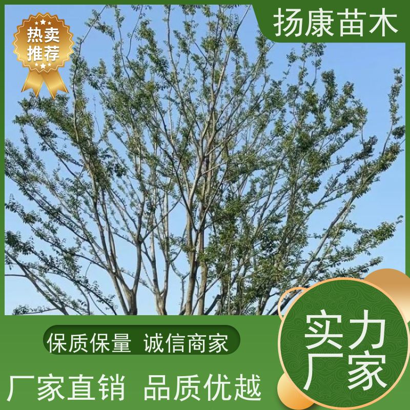50公分丛生朴树 扬康苗木 城市绿化工程行道树 现挖现发 基地直售