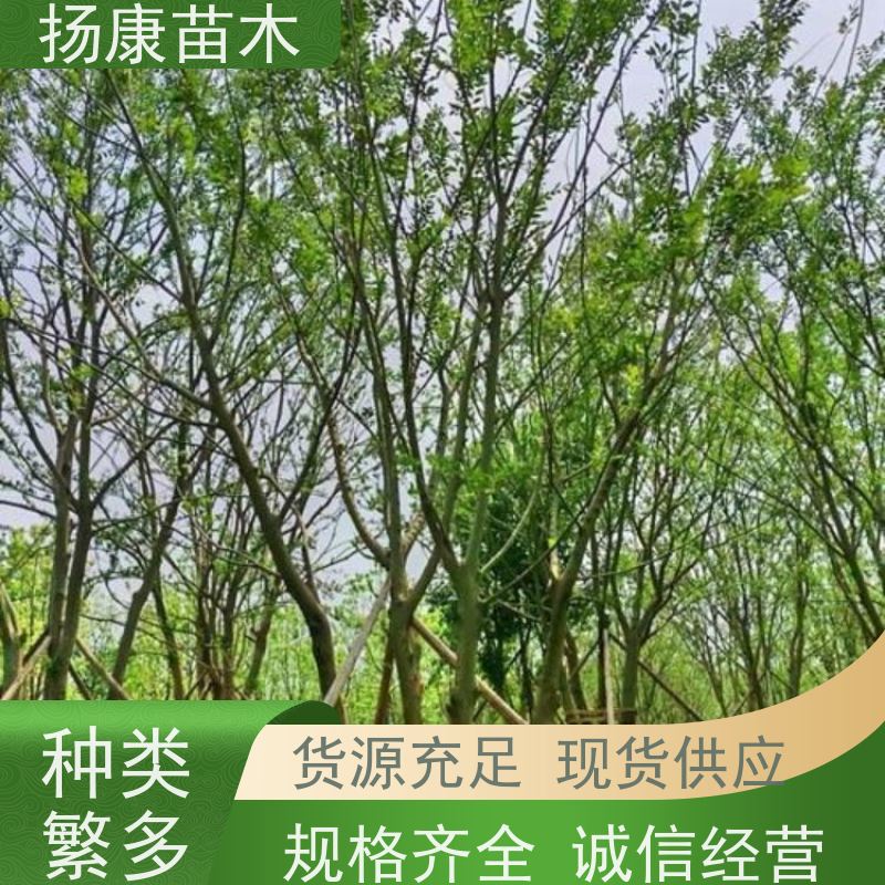 50公分丛生朴树 扬康苗木 庭院小区庭荫树 规格齐全 树形优美