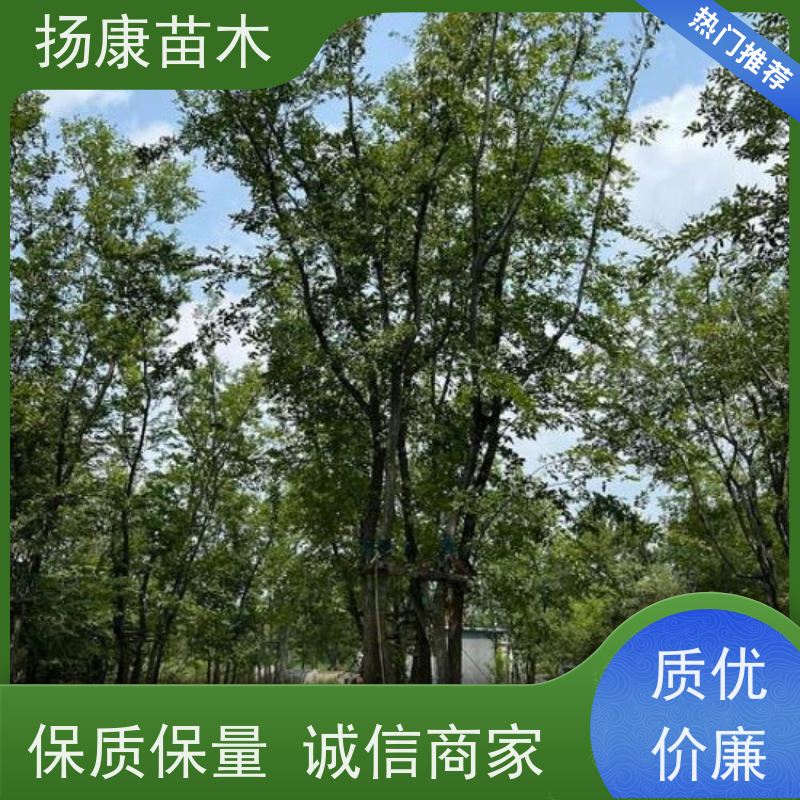 朴树 扬康苗木 庭院植物观赏树大型绿化树 适应能力强