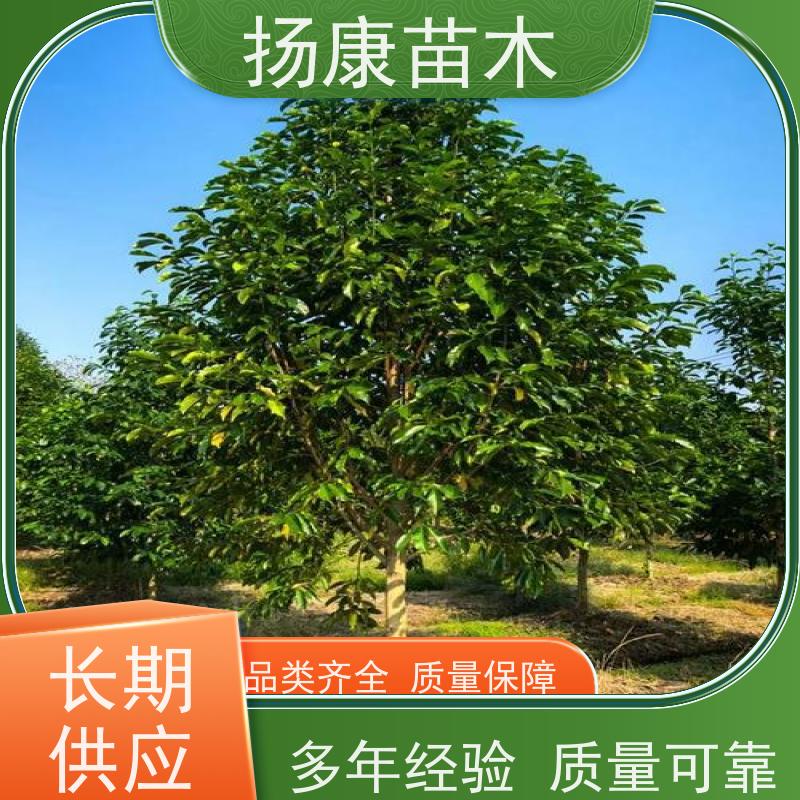 30公分乐昌含笑 枝叶繁茂 四季常青行道树 培育基地