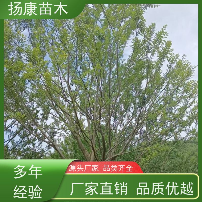 多分枝丛生朴树 扬康苗木 抗风抗烟滞尘 容易存活 生长速度快 观赏风景