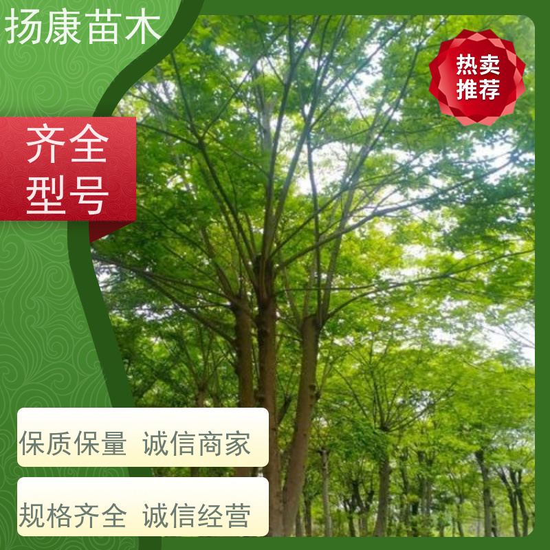 10米丛生朴树 扬康苗木 公园行道庭荫树 园林工厂矿区绿化树种