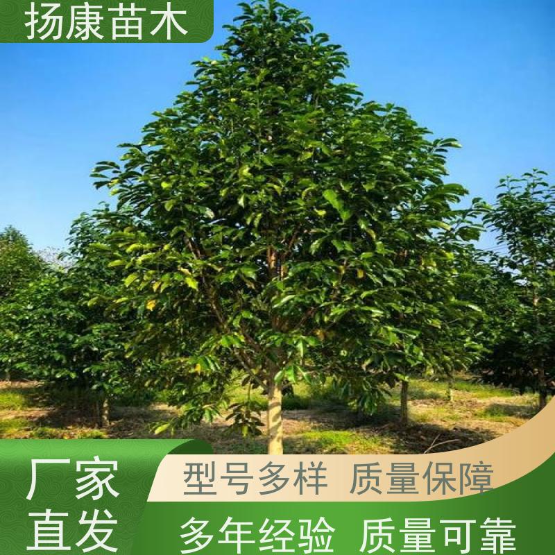 13公分乐昌含笑 竖形常绿灌木绿植适用于园林绿化 源头厂家