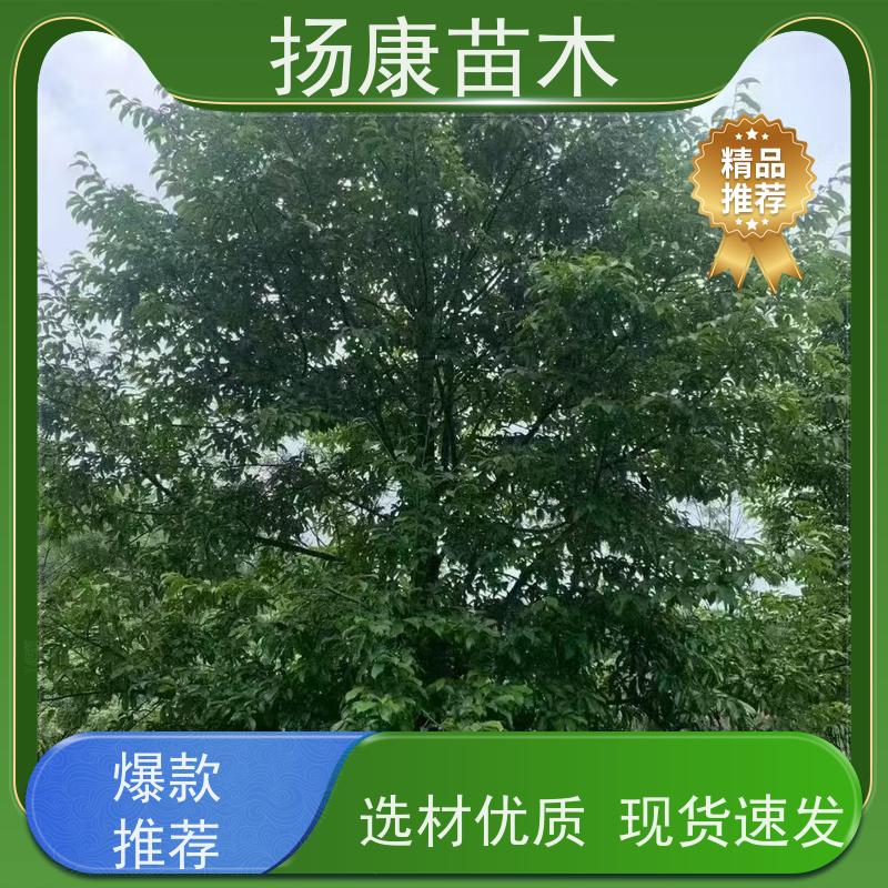 18公分乐昌含笑 花木基地 公园绿化行道树 易成活