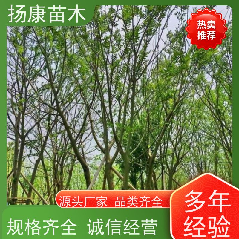 朴树 扬康苗木 公园道路风景树行道树 现挖现卖